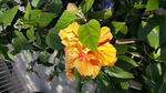 鲜花