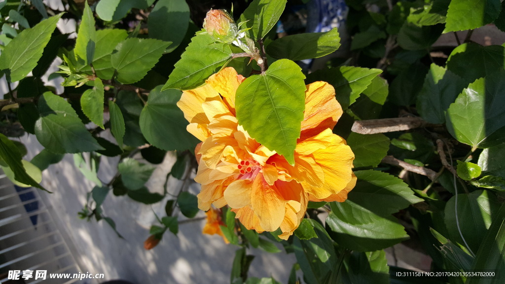 鲜花