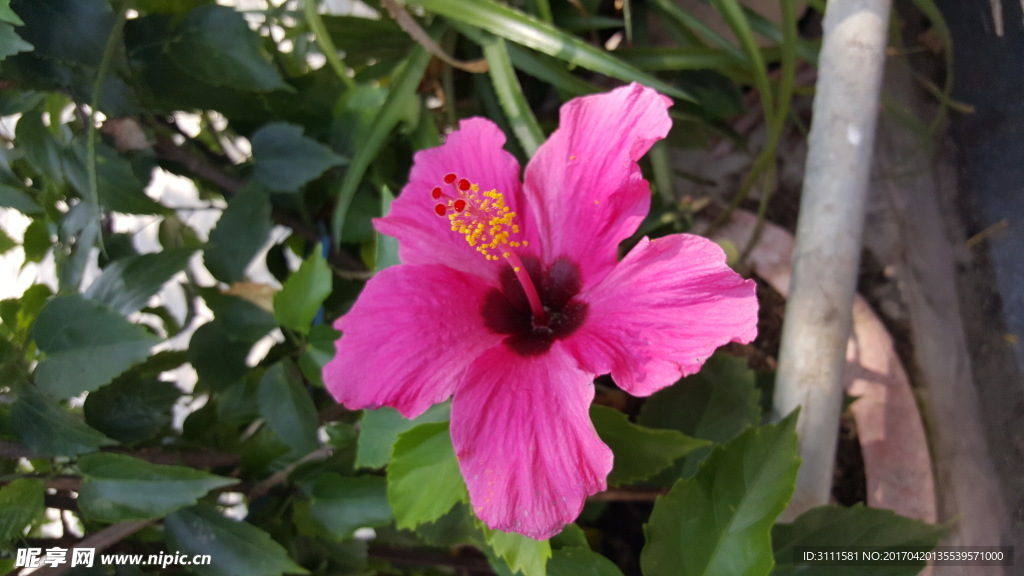 鲜花