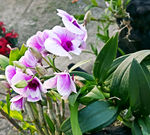 鲜花