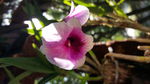 鲜花