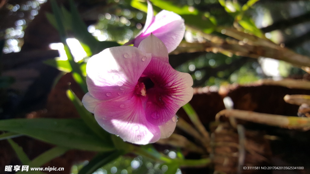 鲜花