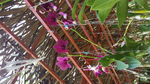 鲜花