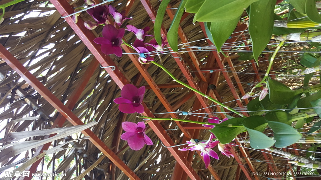 鲜花