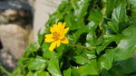 鲜花