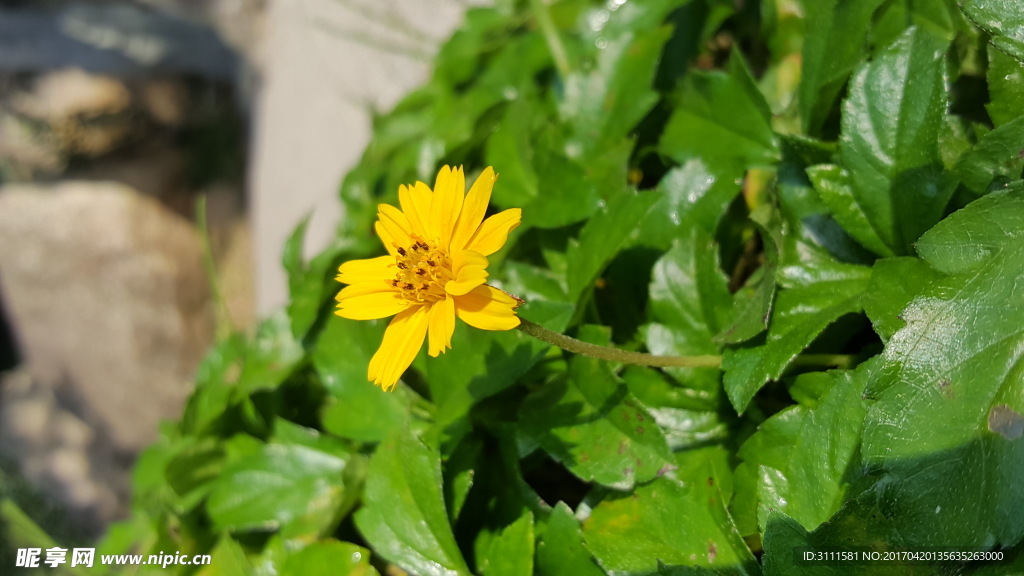 鲜花
