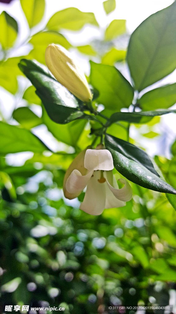 鲜花