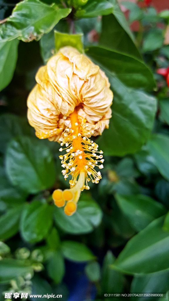 鲜花