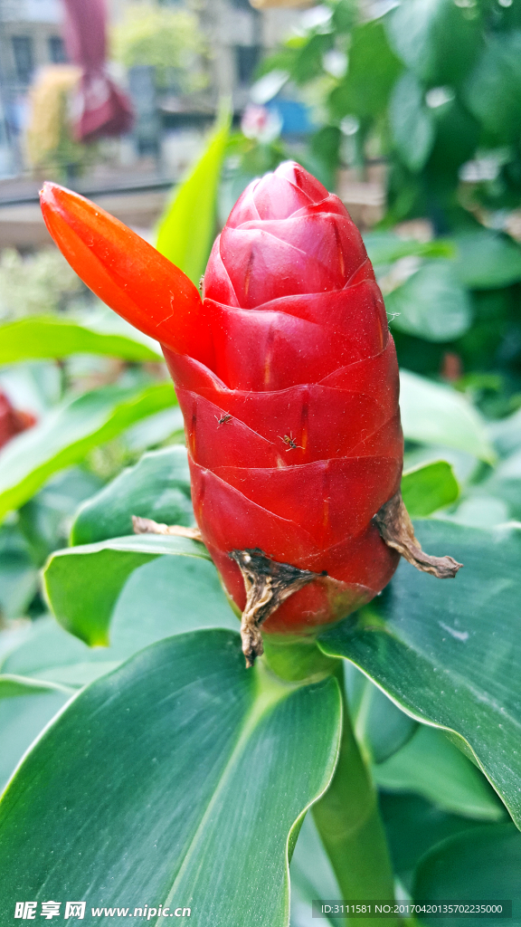植物