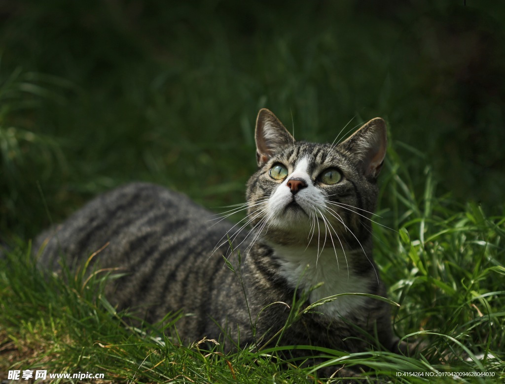 野猫