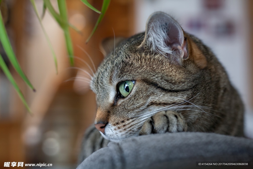 猫咪