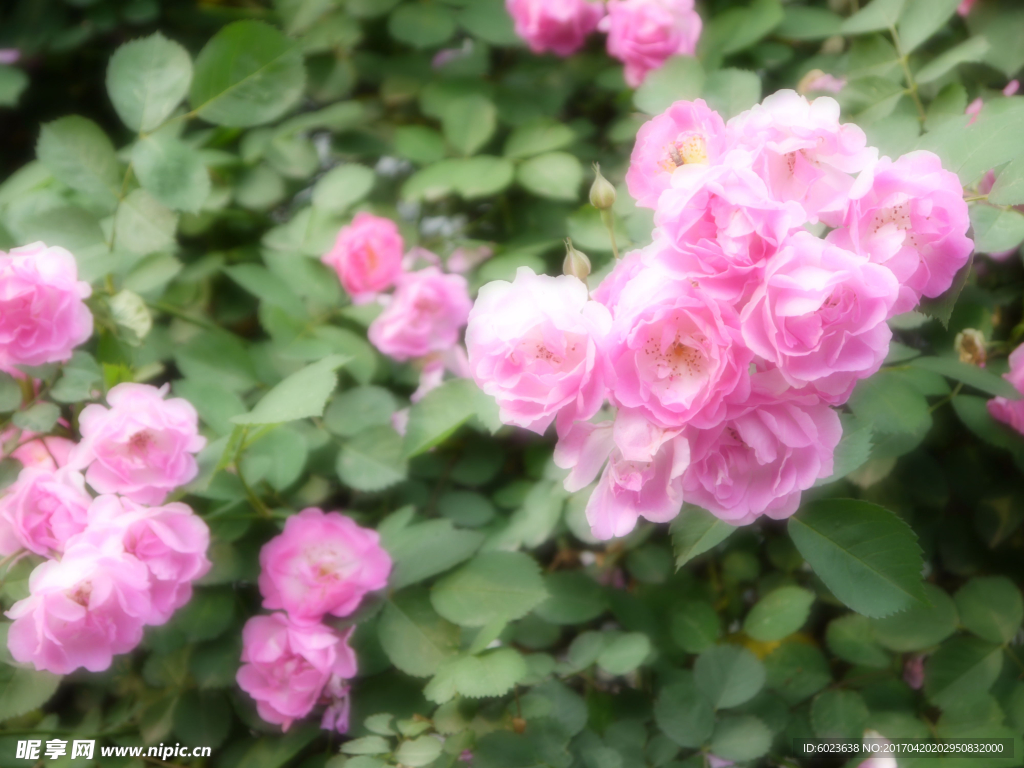 粉红色蔷薇花