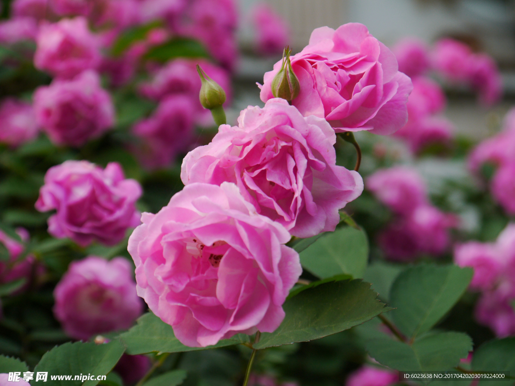 绽放的粉红色蔷薇花及花蕾