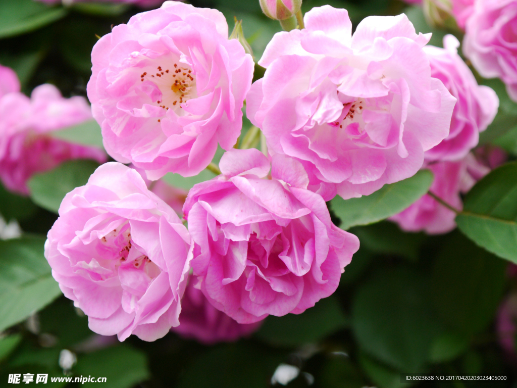花团锦簇的粉红色蔷薇花