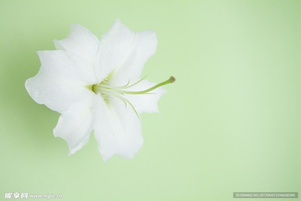 百合花