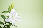 百合花