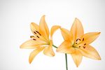 百合花