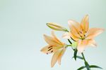 百合花