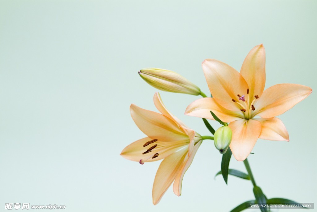 百合花