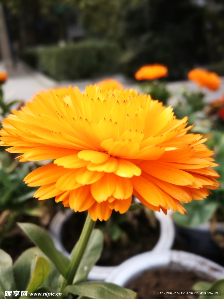 金钱菊