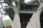 晋祠卧龙柏