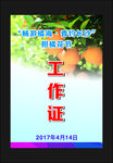 畅游橘海 香约长沙 柑橘花节工