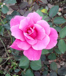 玫瑰花