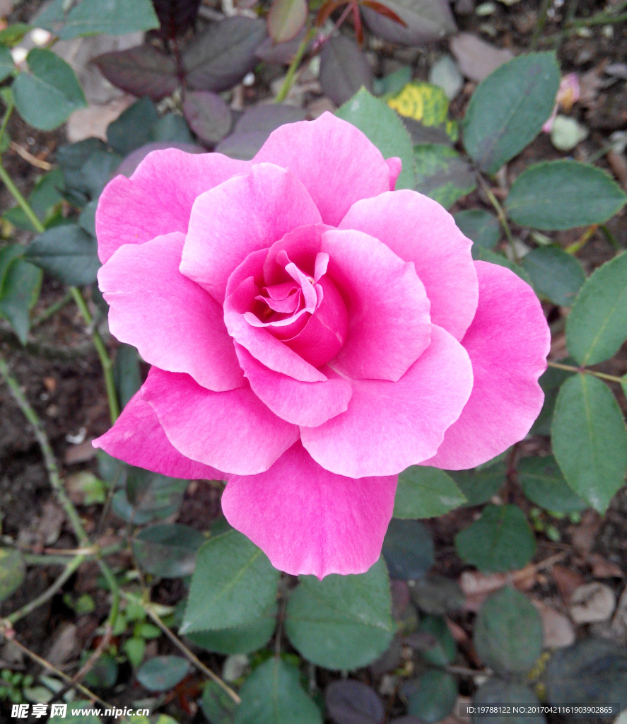 玫瑰花