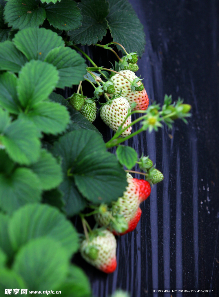 草莓大棚里正在成熟的草莓