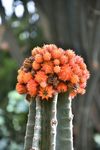 仙人掌花