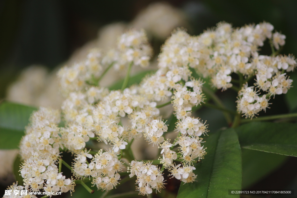 米桂花