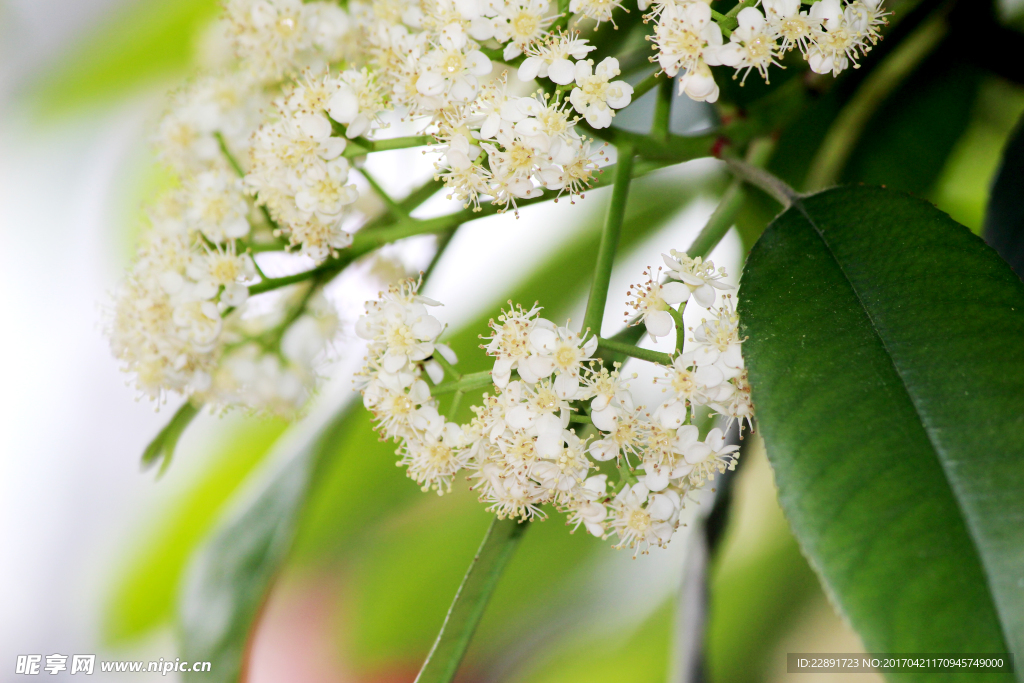 米桂花