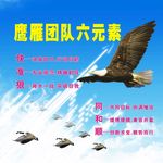 鹰雁团队