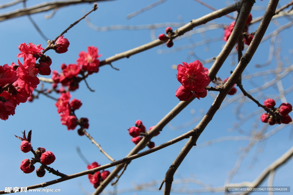 桃花