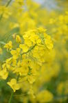 油菜花