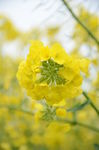 油菜花