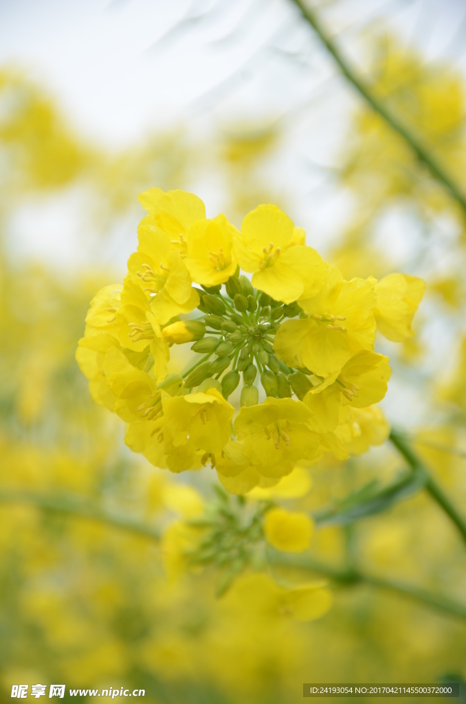 油菜花