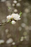 白桃花