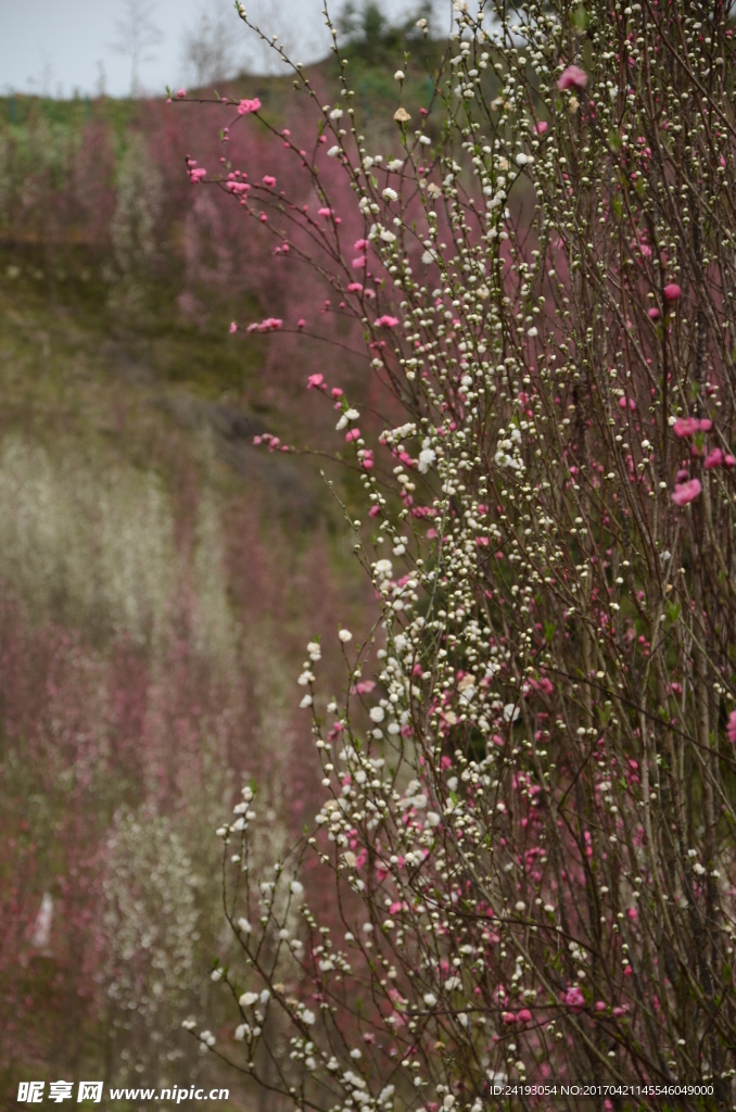 桃花山