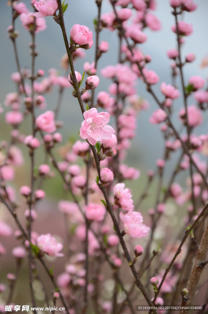 桃花