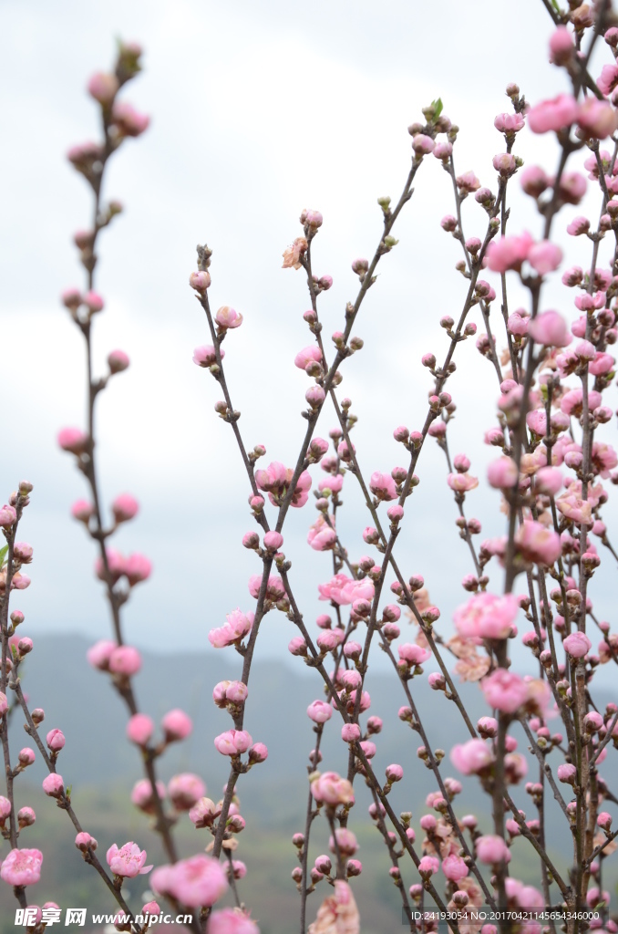 桃花