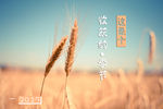 秋天的壁纸