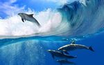 海豚