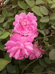 粉红月季花