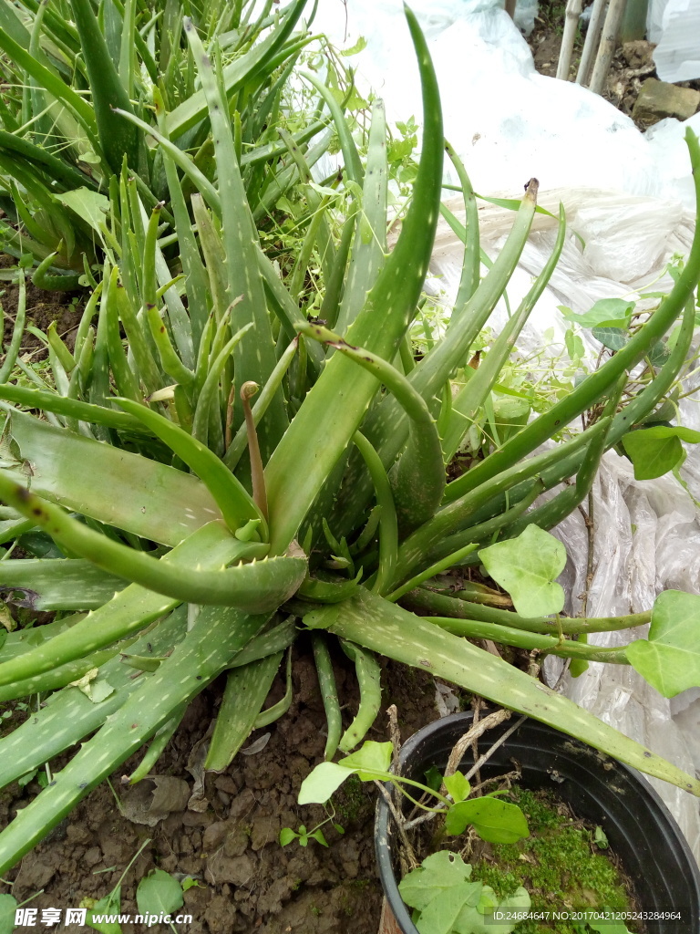 芦荟