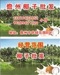 椰子名片  椰子广告
