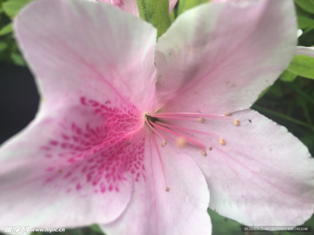 杜鹃花特写