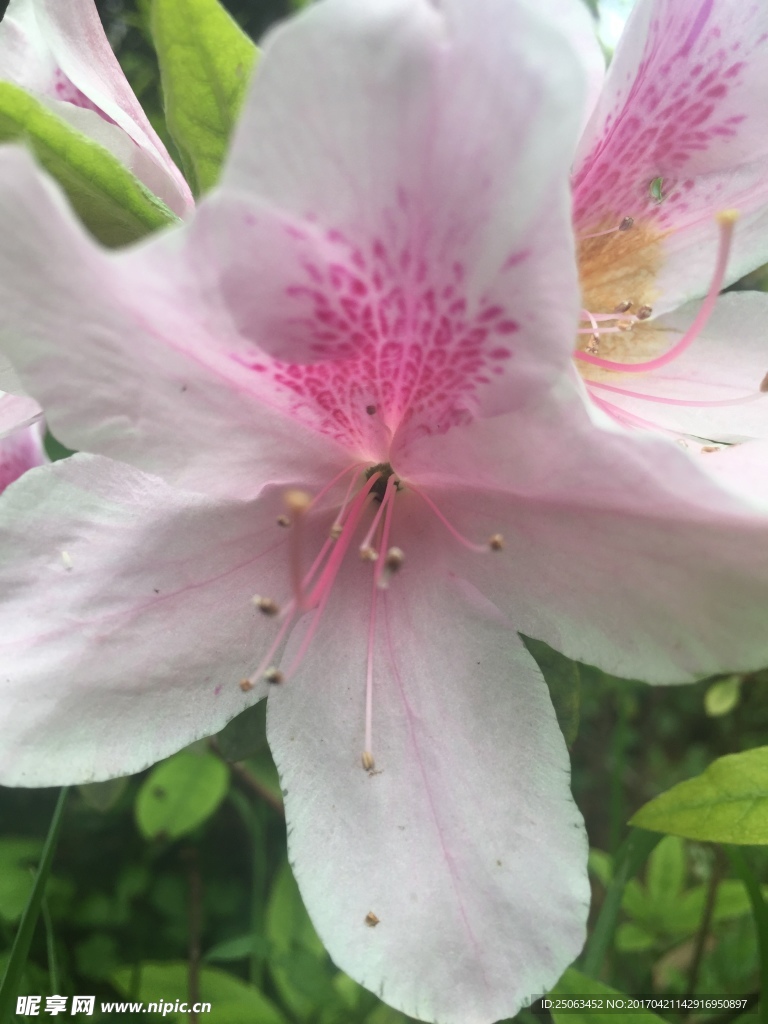 杜鹃花特写