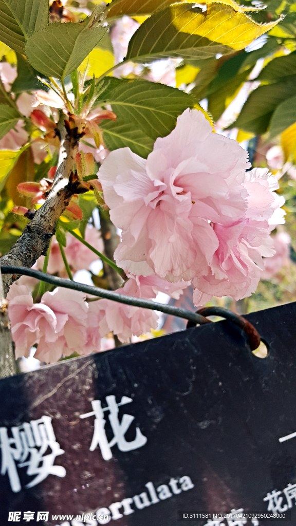 樱花