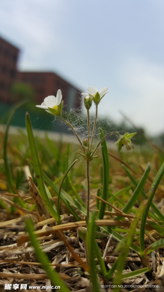 小花